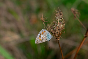 Common blue butterfly or European common blue (Polyommatus icarus)