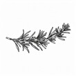 © Florence - Hand-drawn black and white illustration of a sprig of rosemary.