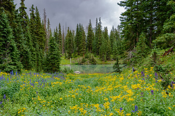 Wall Mural - spring in the mountains