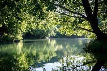 Sticker - Tranquil lake with sunlight filtering through lush green trees, peaceful nature scene.