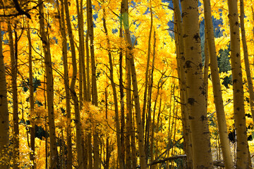 Canvas Print - autumn in the park