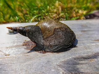 A water snail on land in a wetland