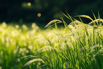 Wall Mural - Close up of green grass blades with sunlight shining through, creating a bokeh effect