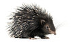 © Num - A Spiky Surprise: A Porcupine's Close-Up