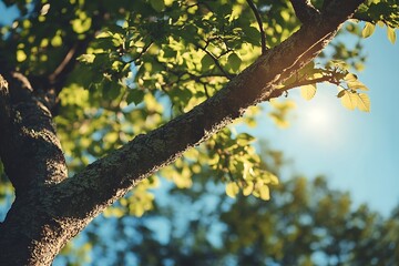 Sticker - Sunlight Through Tree Branches, Close Up, Nature Photo