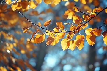 Poster - Closeup of golden autumn leaves on a branch, sunlight shines through the leaves, blurry blue background,  fall foliage photography