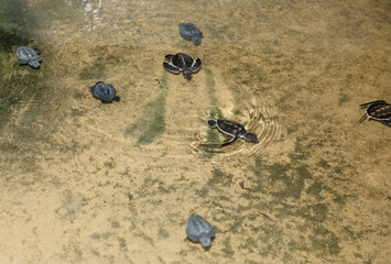 Baby turtle in a farm swim in the water