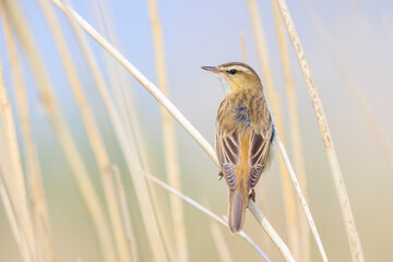 Wall Mural - Sedge Warbler, Acrocephalus schoenobaenus, singing