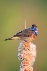 Wall Mural - Closeup of a blue-throat male bird Luscinia svecica cyanecula singing