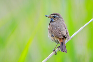 Wall Mural - Closeup of a blue-throat bird Luscinia svecica cyanecula singing