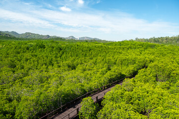 mangrove forest aerial view