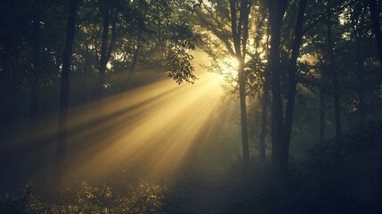 Wall Mural - Sunbeams Through a Misty Forest at Dawn