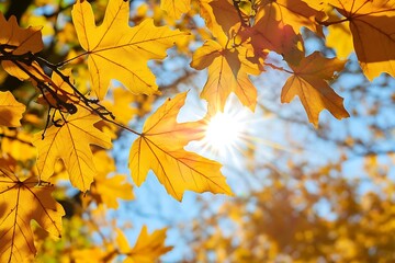 Canvas Print - Golden Autumn Leaves Sunlit Background