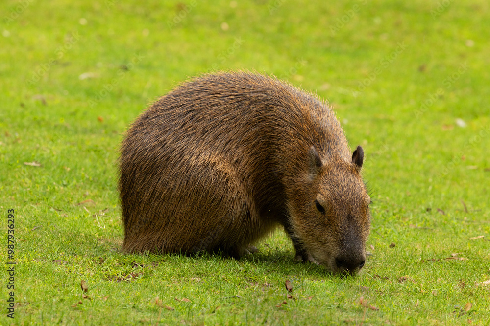 capybara-kapibara-hydrochoerus-hydrochaeris-stock-photo-adobe-stock