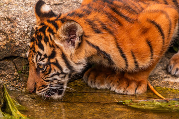 Sumatran tiger family with two little cubs