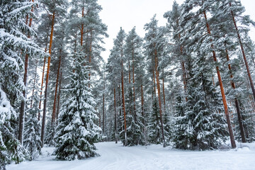 Beautiful snowy forest,  winter landscape in Finland