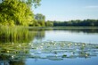 © atar - Peaceful lake with lily pads, calm water, and green trees on the horizon, Tranquil nature scene