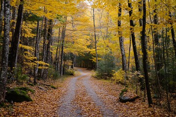 Sticker - Autumn Forest Road, Golden Leaves, Nature Path