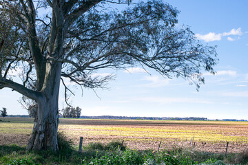 Trees and pasture fields in Argentina