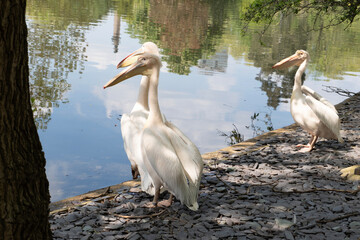 white pelicans