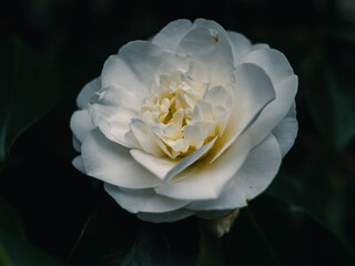 Sticker - Camellia flower in the garden