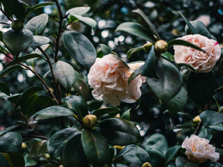 Sticker - Camellia flower in the garden