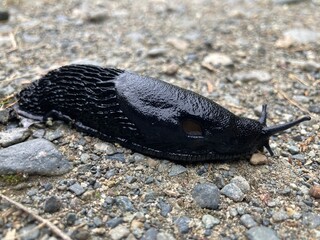 A close up image of a large slimy black slug on a gravel path. 