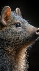 Wall Mural - Close-Up Portrait of a Paca with Soft Fur