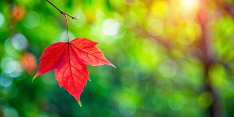 Vibrant red leaf hanging from tree branch with blurred green foliage background