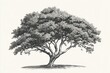 © CStock - Vintage tree illustration with detailed etching on solid white background, single object