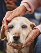 © anandart - An elderly woman with dog in nature. Dog assistance
