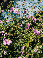 Sticker - Spring flowers in the garden