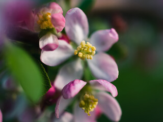 Sticker - Spring blossom in the park