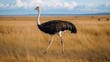 © BerkahStock - An ostrich walking through a grassy landscape under a blue sky.