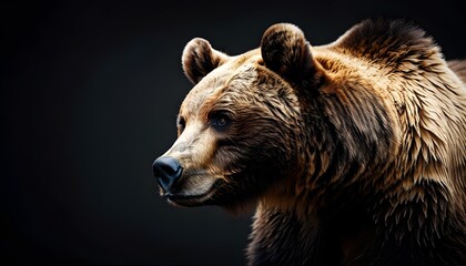 Wall Mural - Majestic Eurasian Brown Bear Portrait Captured Against a Dark Backdrop