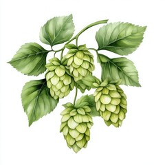 A detailed illustration of hop cones surrounded by green leaves, showcasing the plant’s natural beauty.