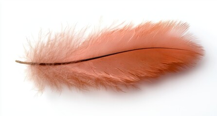 Sticker - Vibrant orange feather on a white background