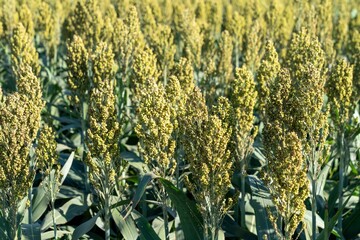 Sorghum field with green seed heads.