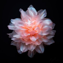 Poster - Delicate pink dahlia flower in full bloom