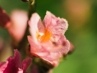 Wall Mural - Pink flower