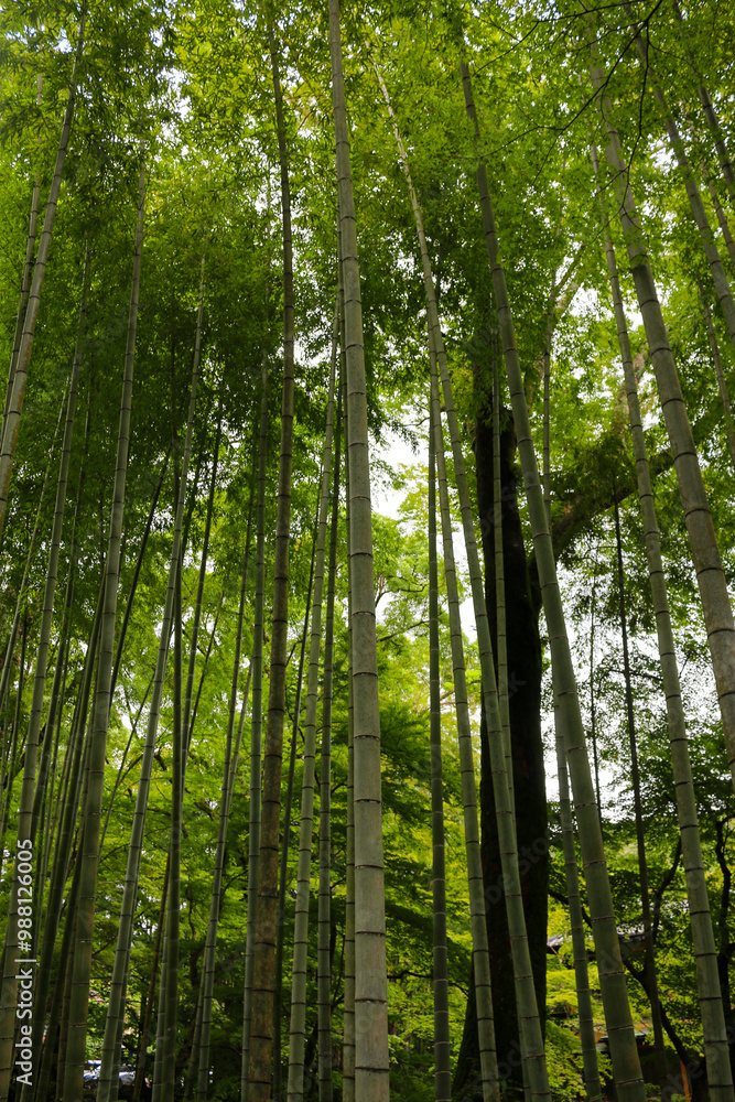 Bamboo Forest Path Shuzenji Onsen ZEKKEI Japan Chikurin no Komichi SORA 