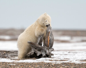 Wall Mural - polar bear (ursus maritimus), barter island, kaktovik alaska