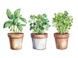 © Sukifli.D - Watercolor Herb Pots Potted basil, parsley, and cilantro