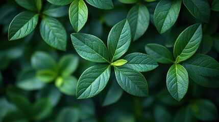 Canvas Print - Green Leaf Pattern   Close Up Nature Background