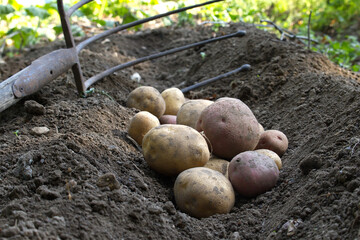 Freshly harvested potatoes in soil with gardening fork in rustic garden during autumn season