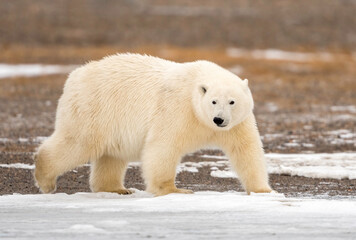 Wall Mural - Polar Bear (Ursus maritimus), Barter Island, Kaktovik Alaska