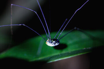 A close-up of two harvestmen perched on a small twig. The arachnids are brown, with long, spindly legs. Wulai, New Taipei City, Taiwan.