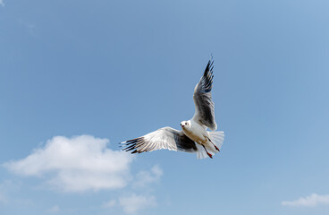 Seagulls flying on the beautiful sky chasing after food to eat.	