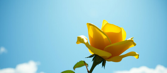 Canvas Print - Yellow Rose Against a Blue Sky