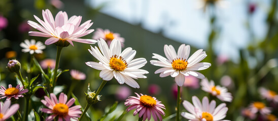 Canvas Print - Daisies in a Garden